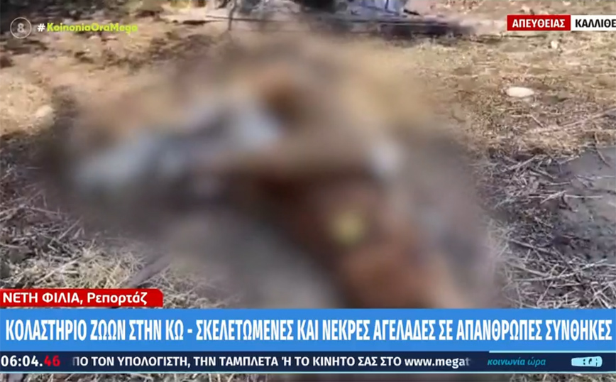 Εικόνες ντροπής στην Κω με σκελετωμένες και ημιλυπόθυμες αγελάδες – Οι κτηνοτρόφοι έπαιρναν επιδοτήσεις
