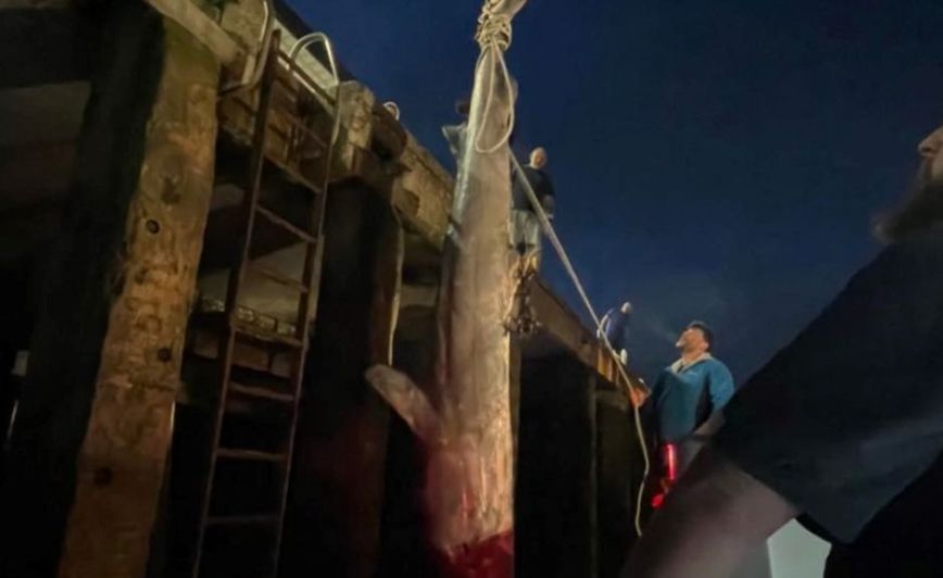 Υπερ σπάνιος καρχαρίας από τη Γροιλανδία Υπερ σπάνιος καρχαρίας από τη Γροιλανδία