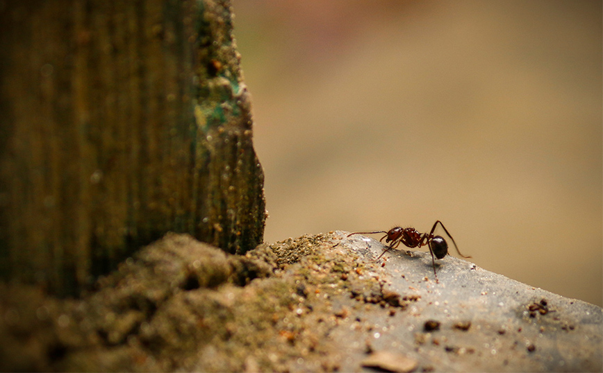 Μυρμήγκι Μυρμήγκι