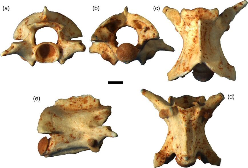 σπόνδυλος φίδι σπόνδυλος φίδι