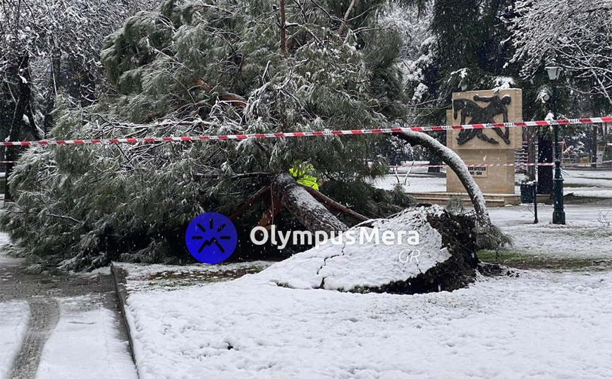 Κακοκαιρία Φίλιππος – Κατερίνη: Ξεριζώθηκαν δέντρα από τον χιονιά