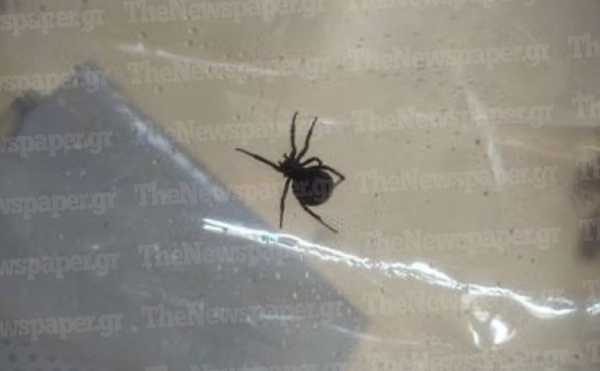 Πήλιο: Αράχνη τσίμπησε 4χρονο – Διακομίστηκε εκτάκτως στην Αθήνα