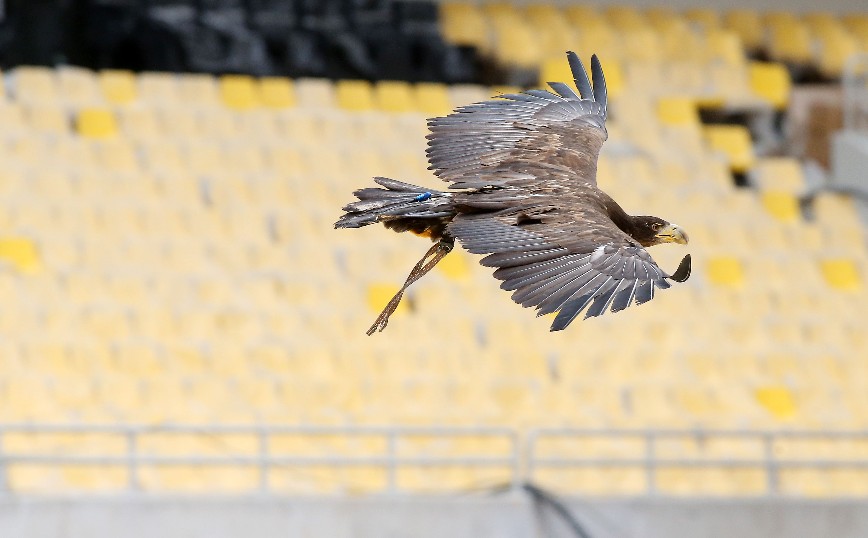 Δοκιμαστικές πτήσεις στο νέο γήπεδο της ΑΕΚ για τον αετό Οδυσσέα Δοκιμαστικές πτήσεις στο νέο γήπεδο της ΑΕΚ για τον αετό Οδυσσέα