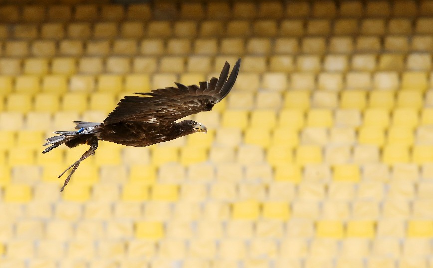 Δοκιμαστικές πτήσεις στο νέο γήπεδο της ΑΕΚ για τον αετό Οδυσσέα Δοκιμαστικές πτήσεις στο νέο γήπεδο της ΑΕΚ για τον αετό Οδυσσέα