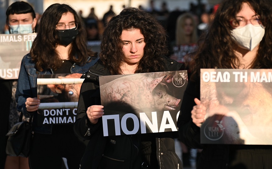 Διαμαρτυρία για τη θανάτωση των ζώων από Βίγκαν, Σύνταγμα Διαμαρτυρία για τη θανάτωση των ζώων από Βίγκαν, Σύνταγμα