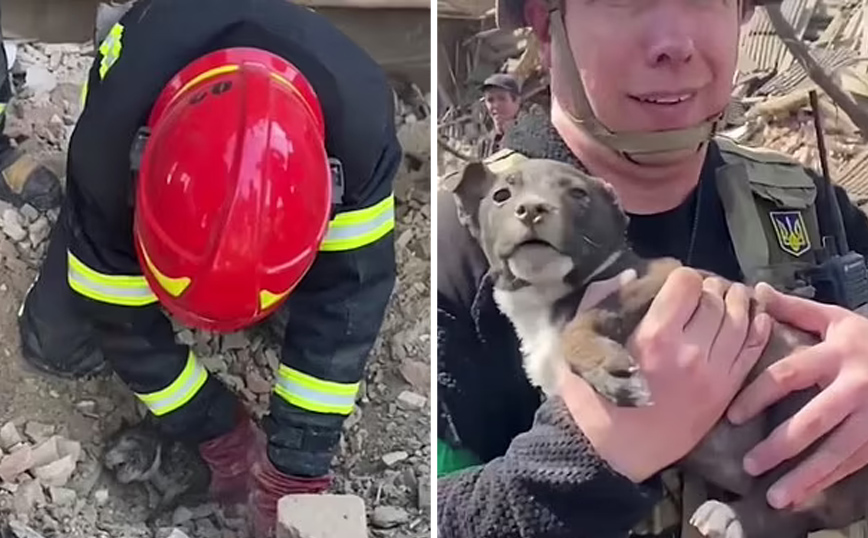 Κουτάβι διασώζεται στην Ουκρανία Κουτάβι διασώζεται στην Ουκρανία