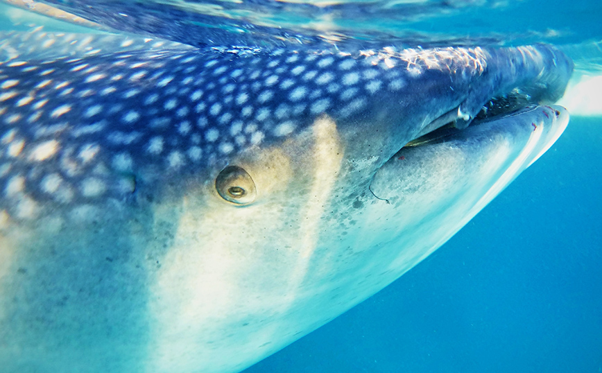 Φαλαινοκαρχαρίας Φαλαινοκαρχαρίας