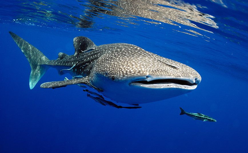 Φαλαινοκαρχαρίας Φαλαινοκαρχαρίας