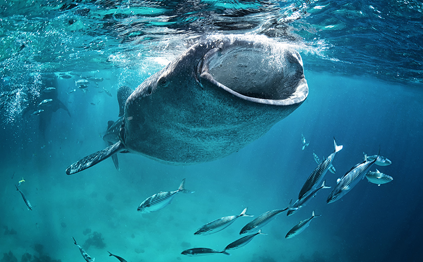 Φαλαινοκαρχαρίας Φαλαινοκαρχαρίας