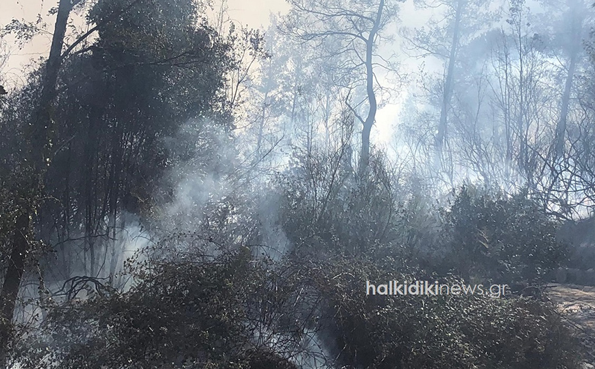 Φωτιά στην Κασσάνδρα Φωτιά στην Κασσάνδρα