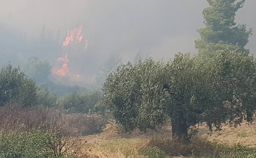 Μεγάλη φωτιά στη Χαλκιδική: Ενισχύθηκαν οι δυνάμεις, ισχυροί άνεμοι στην περιοχή