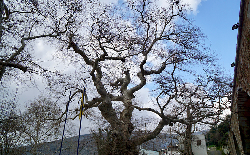 Ο πλάτανος στο Κράσι, κορυφαίο αξιοθέατο για το χωριό Ο πλάτανος στο Κράσι, κορυφαίο αξιοθέατο για το χωριό