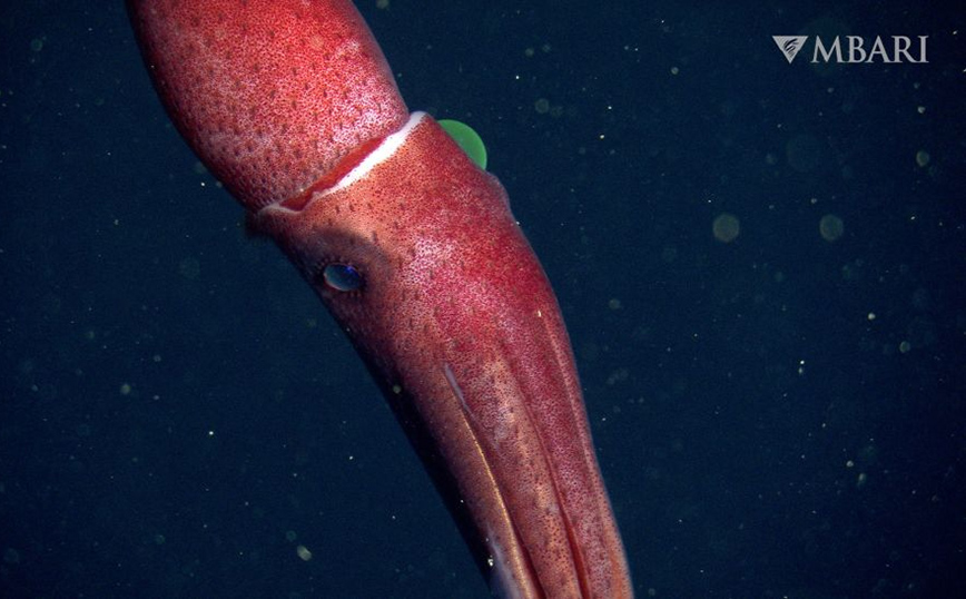 Καλαμάρι με παράξενα μάτια Καλαμάρι με παράξενα μάτια