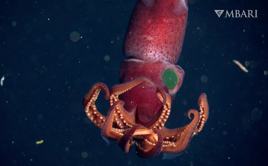 Καλαμάρι με παράξενα μάτια Καλαμάρι με παράξενα μάτια