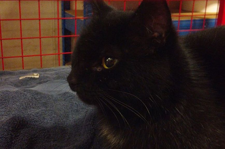 Βρετανία: Γάτος που αγνοούνταν βρέθηκε πέντε χρόνια μετά σε πλωτή εξέδρα εξόρυξης πετρελαίου
