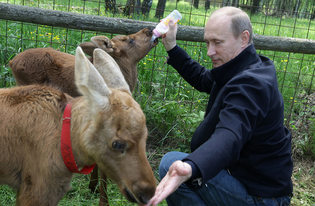 Ο Πούτιν ταΐζει ένα ζώο Ο Πούτιν ταΐζει ένα ζώο