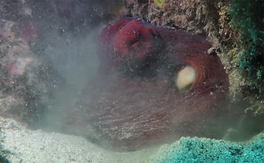 Χταπόδι  «αμύνεται» με τον δικό του τρόπο στην κάμερα