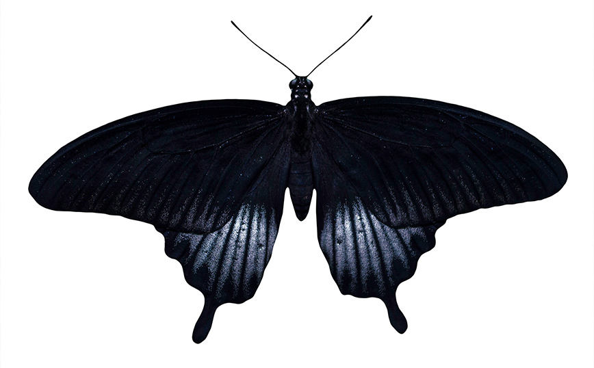 Μαύρη πεταλούδα