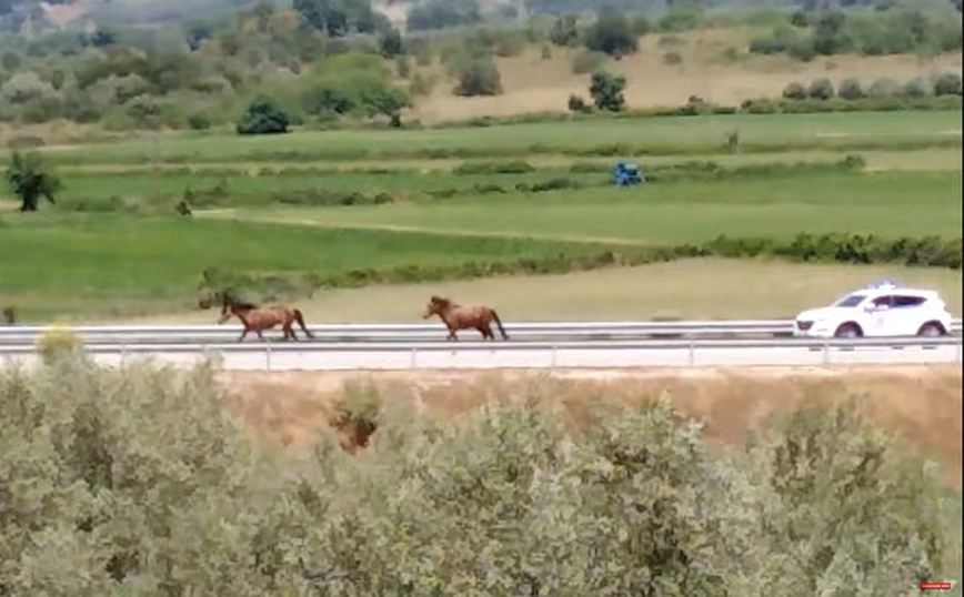 Ιόνια Οδός: Άγρια άλογα κάλπαζαν στον αυτοκινητόδρομο – Δείτε βίντεο