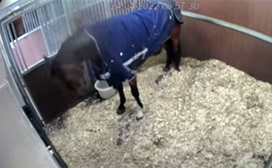 Έξυπνο άλογο καταφέρνει να βγάλει μόνο του την κουβέρτα του