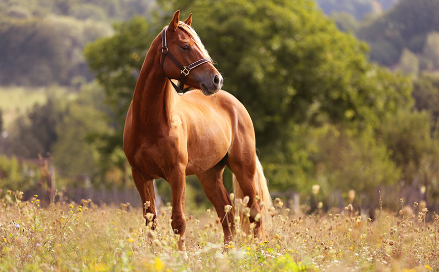 Φιλοζωικές καταγγέλλουν «κουκούλωμα» για το νεκρό άλογο στην Κέρκυρα &#8211; «Η καταπόνηση στον ήλιο το έστειλε στον θάνατο»