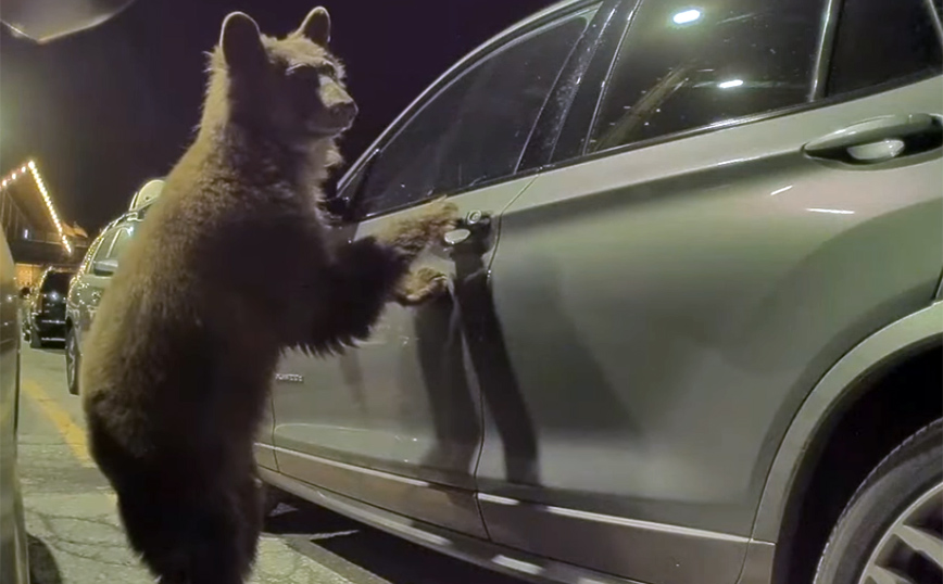 Αρκούδα&#8230; προσπαθεί να ανοίξει πόρτα αυτοκινήτου
