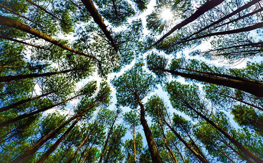 Δέντρα Δέντρα