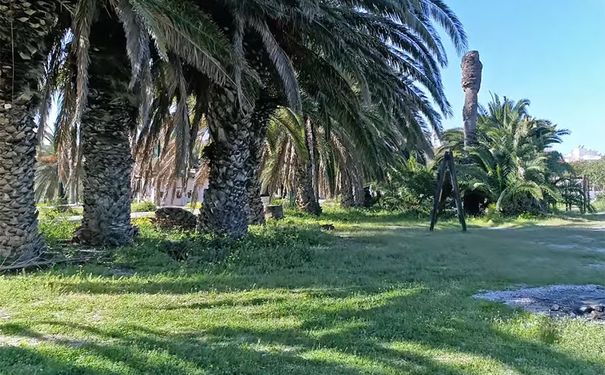 φοινικόδασος Λαυρίου φοινικόδασος Λαυρίου