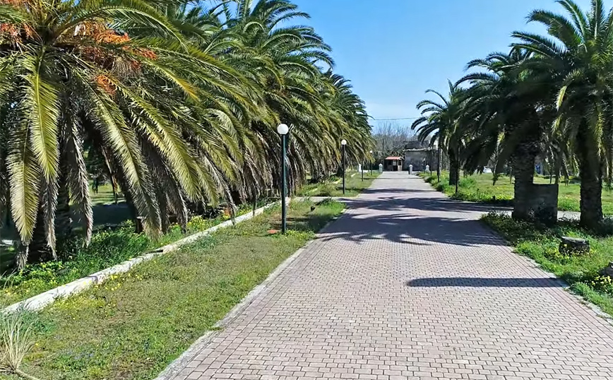 φοινικόδασος Λαυρίου φοινικόδασος Λαυρίου