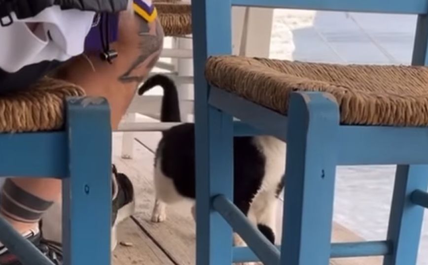Σοκαριστικό βίντεο: Άνδρας δελεάζει γατάκι με φαγητό και στη συνέχεια το κλώτσησε στη θάλασσα