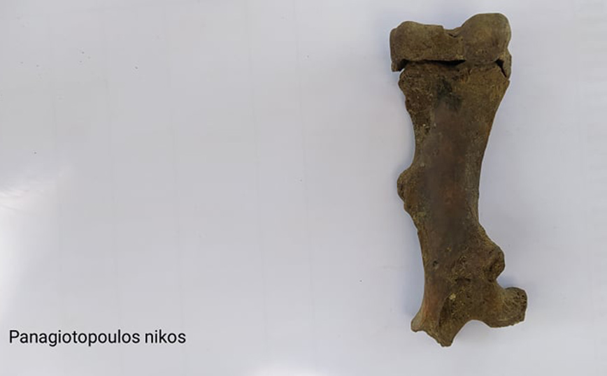 Προϊστορικό οστό Κάστορα Προϊστορικό οστό Κάστορα