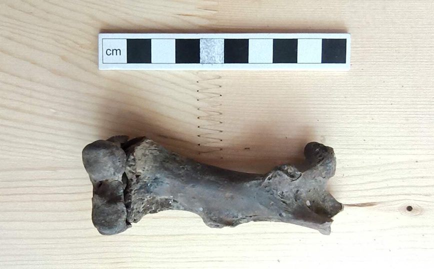 Προϊστορικό οστό Κάστορα Προϊστορικό οστό Κάστορα