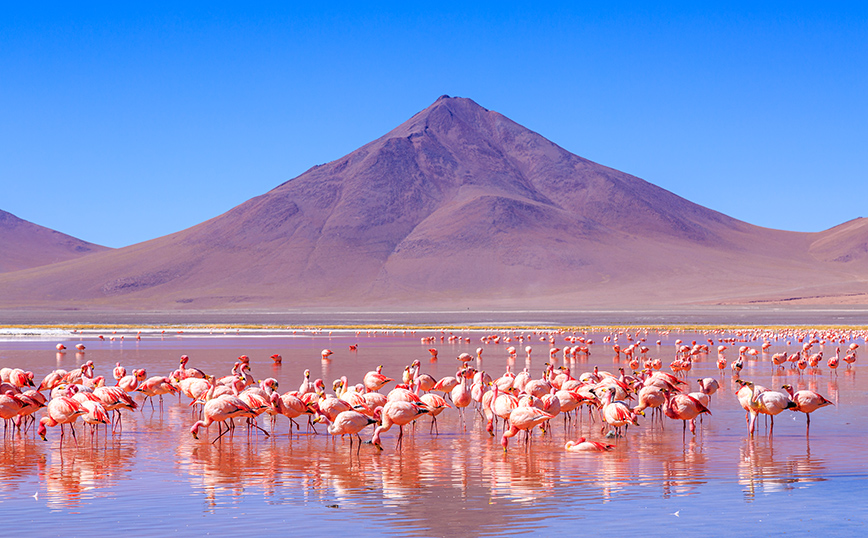Φλαμίγκο στη λίμνη Κολοράντα στη Βολιβία