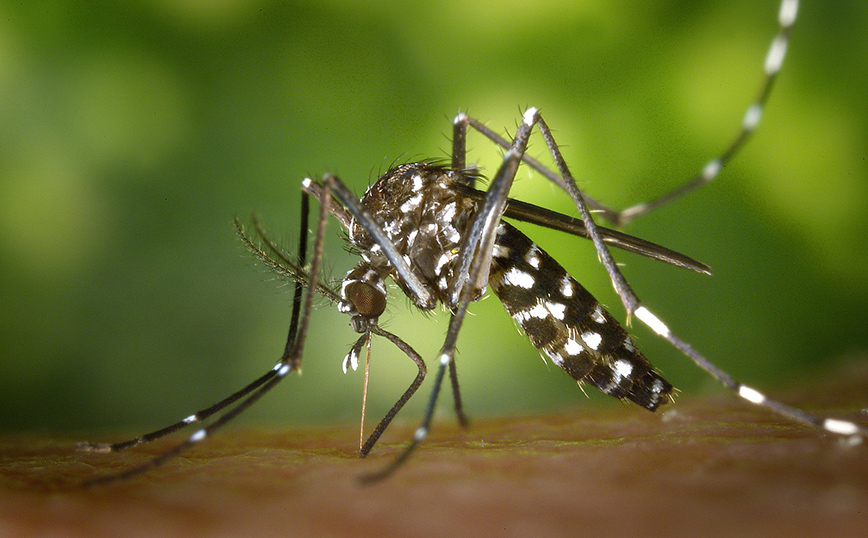 Ο κίνδυνος από την εξάπλωση ασθενειών που μεταδίδονται με το τσίμπημα κουνουπιού αυξάνεται στην Ευρώπη