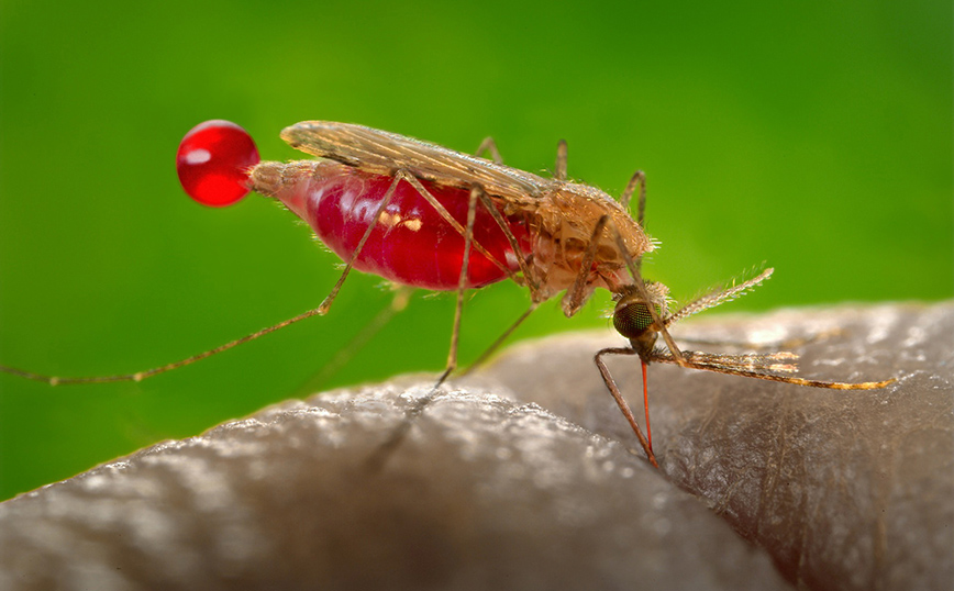 Τραβάς τα κουνούπια πάνω σου; Η απάντηση ίσως βρίσκεται στις μασχάλες σου