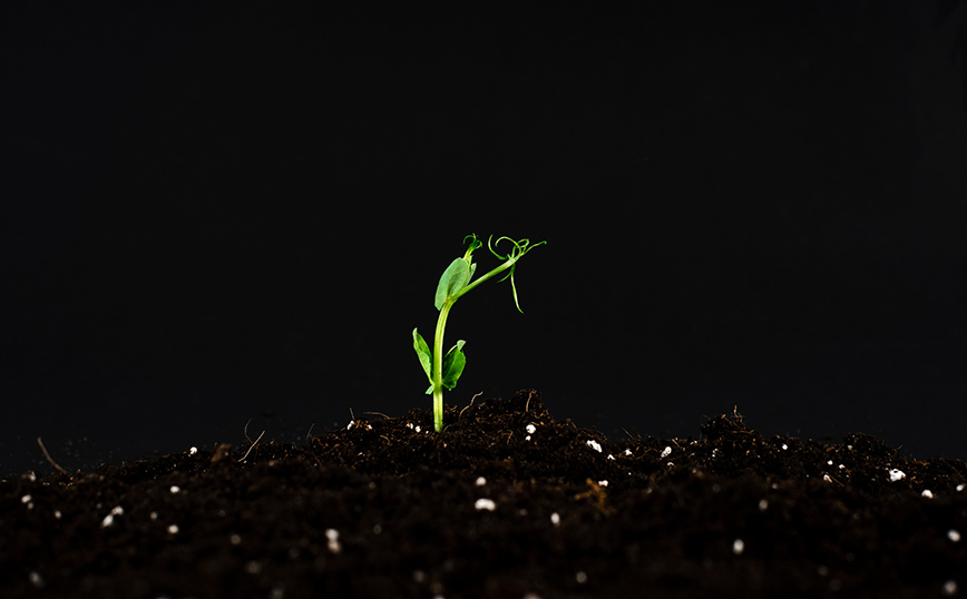 Φυτό βγαίνει από το χώμα Φυτό βγαίνει από το χώμα