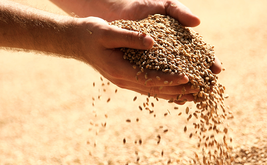 Ανησυχία για τα σιτηρά: Η Ινδία, χώρα με τη δεύτερη μεγαλύτερη παραγωγή, απαγόρευσε τις εξαγωγές