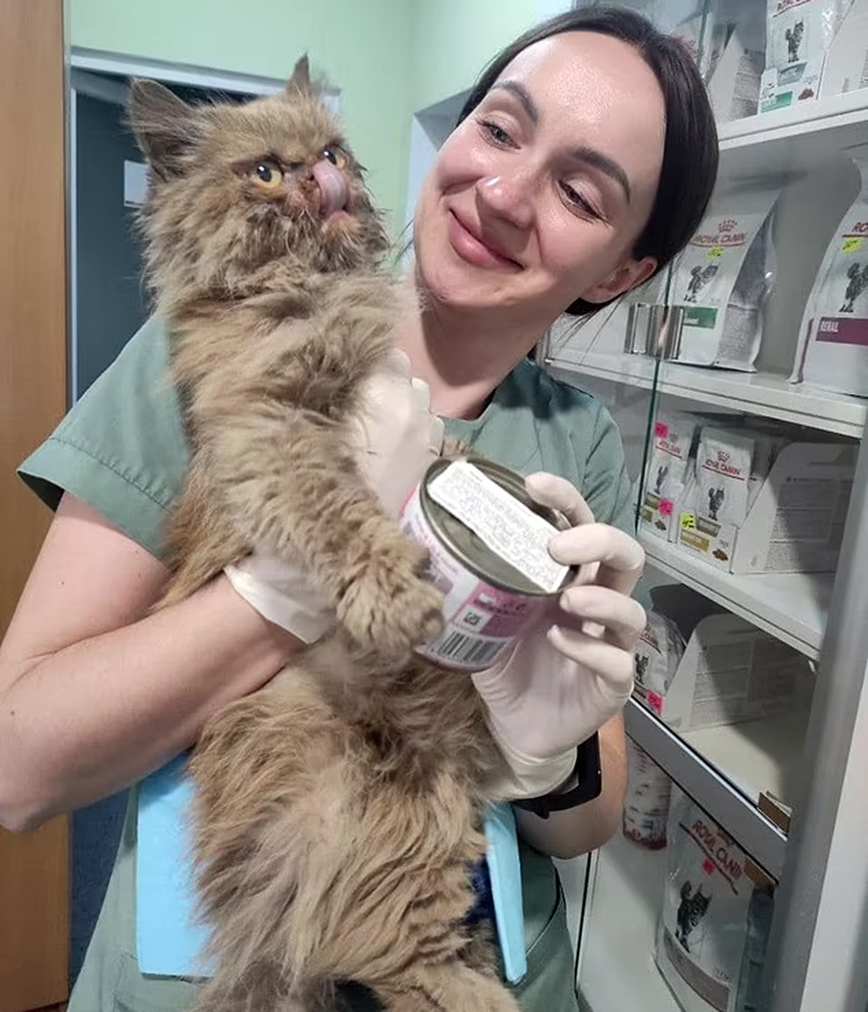 Διάσωση γάτας στο Κίεβο Διάσωση γάτας στο Κίεβο