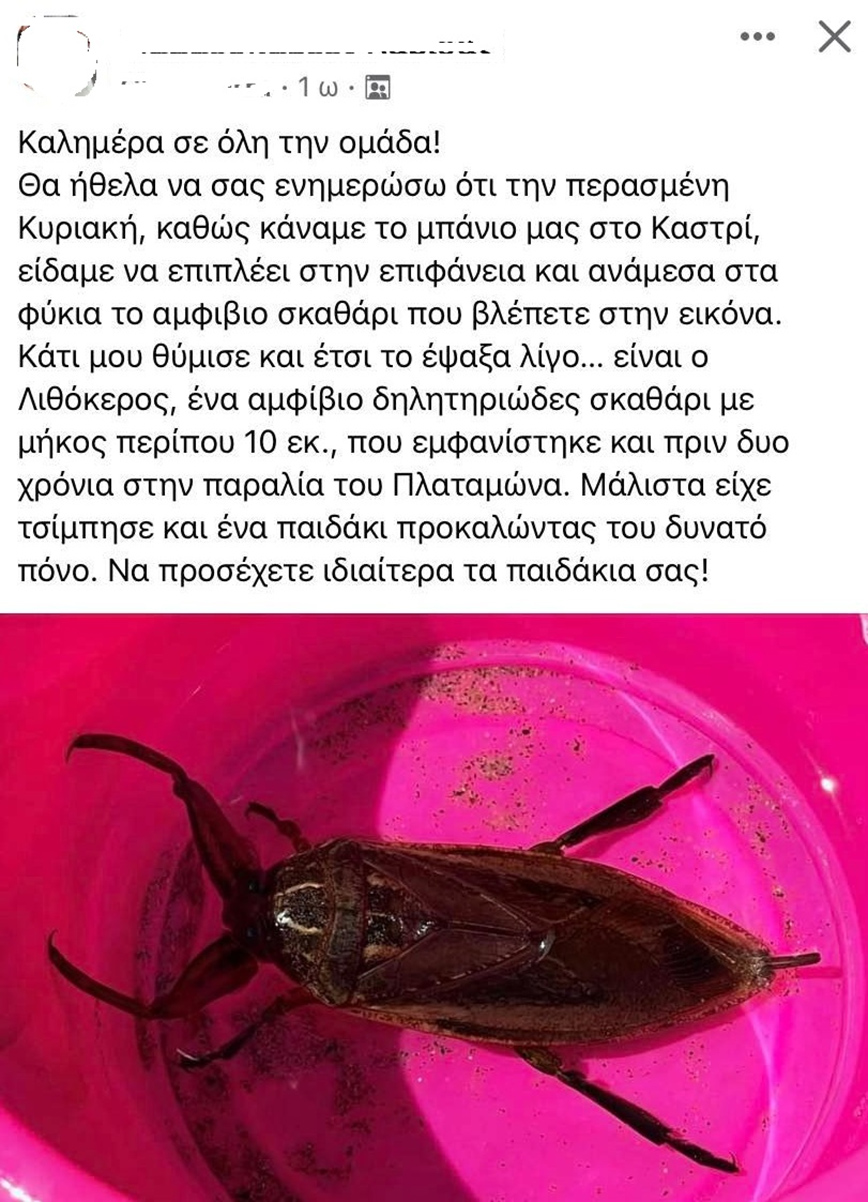 Η ανάρτηση Λαρισαίας για τον λιθόκερο Η ανάρτηση Λαρισαίας για τον λιθόκερο