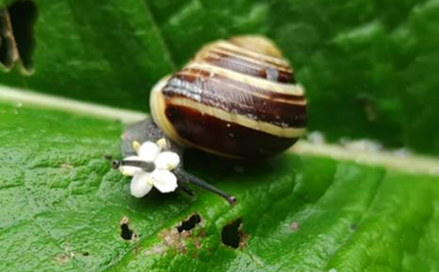 Λουλούδι έγινε αξεσουάρ για σαλιγκάρι