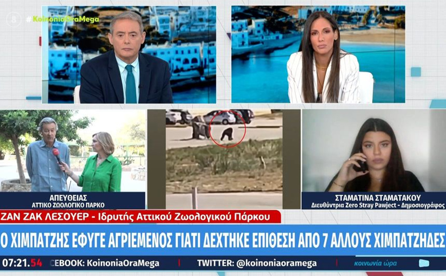 Αττικό Πάρκο: Κύμα αγανάκτησης για τη θανάτωση του χιμπατζή – «Τηρήσαμε όλα τα πρωτόκολλα ασφαλείας» λένε οι υπεύθυνοι