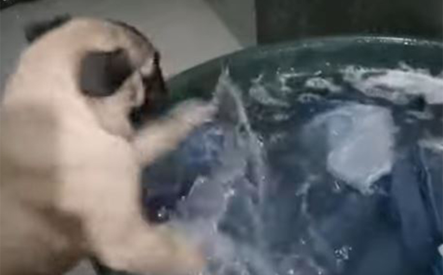 Σκύλος βοηθάει στην μπουγάδα με τον δικό του τρόπο