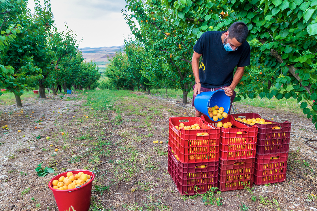 Εργάτες γης Εργάτες γης
