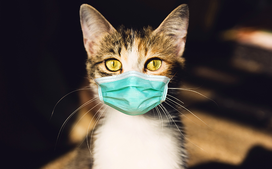 Πρώτη περίπτωση παγκοσμίως: Κτηνίατρος κόλλησε κορονοϊό πιθανόν από γάτα που νοσούσε