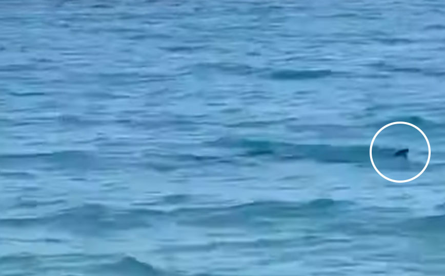 Καλαμάτα: Εμφανίστηκε καρχαριοειδές σε παραλία – «Δεν χρειάζεται πανικός» λέει το Λιμεναρχείο