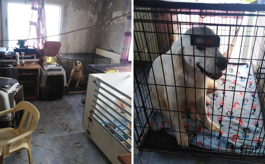 Εξοργιστικές εικόνες από το βρώμικο διαμέρισμα στη Θεσσαλονίκη με τα 16 σκυλιά σε κλουβιά