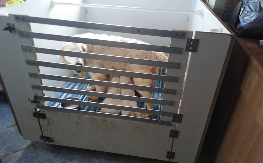 Συνελήφθη ιδιοκτήτρια διαμερίσματος για μη τήρηση κανόνων ευζωίας ζώων συντροφιάς