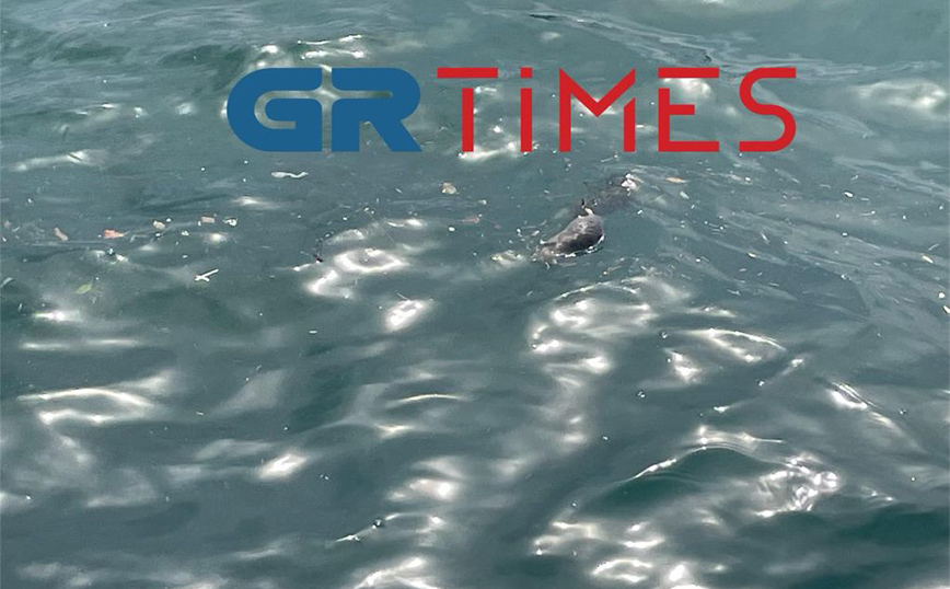 Αποκρουστικές εικόνες στη Θεσσαλονίκη – Νεκρά ποντίκια ξεβράστηκαν στον Θερμαϊκό