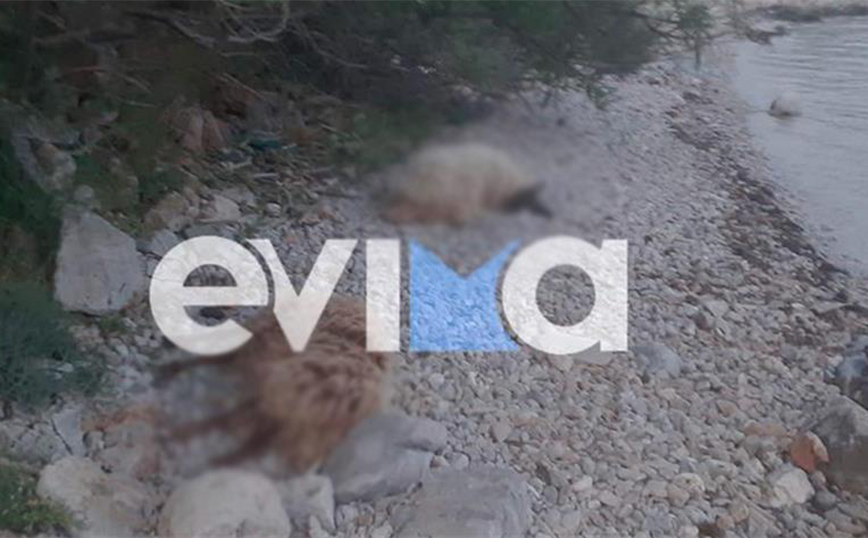Δεκάδες πρόβατα πέθανανμετά τον θάνατο του βοσκού τους στην Εύβοια Δεκάδες πρόβατα πέθανανμετά τον θάνατο του βοσκού τους στην Εύβοια