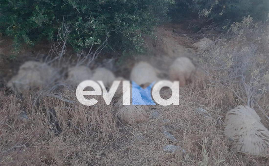 Δεκάδες πρόβατα πέθανανμετά τον θάνατο του βοσκού τους στην Εύβοια Δεκάδες πρόβατα πέθανανμετά τον θάνατο του βοσκού τους στην Εύβοια